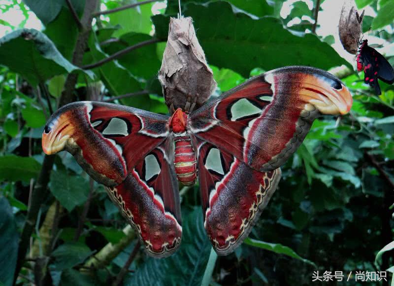 美无处不在，世界上十大最美丽的昆虫